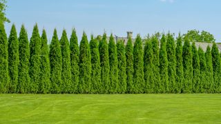 A hedge formed from thuja trees