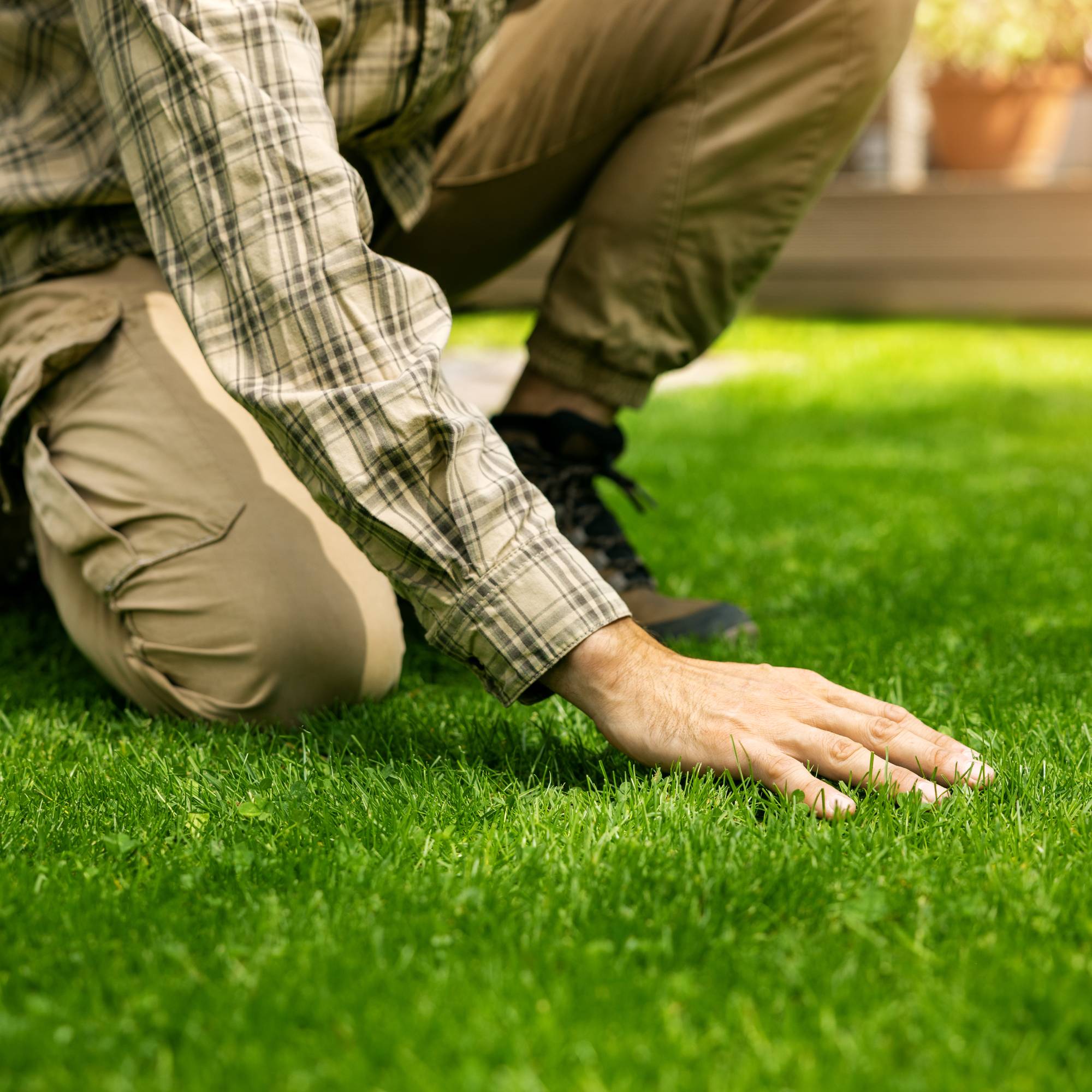 Gardener runs hand over lush lawn grass