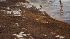 A woman in a light blue swimsuit walks along a beach coated in a thick layer of brown seaweed