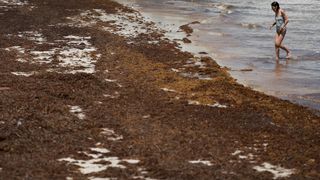 A woman in a light blue swimsuit walks along a beach coated in a thick layer of brown seaweed