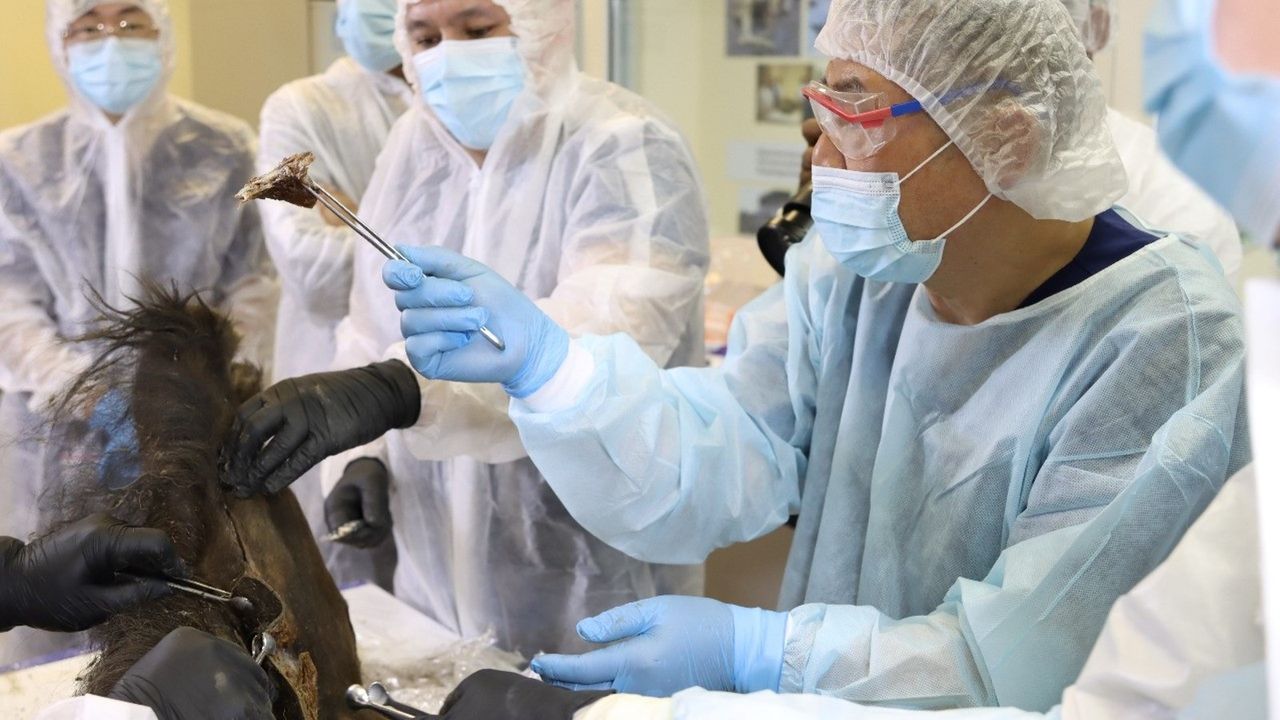 Researchers hold up a tissue sample removed from the bison.