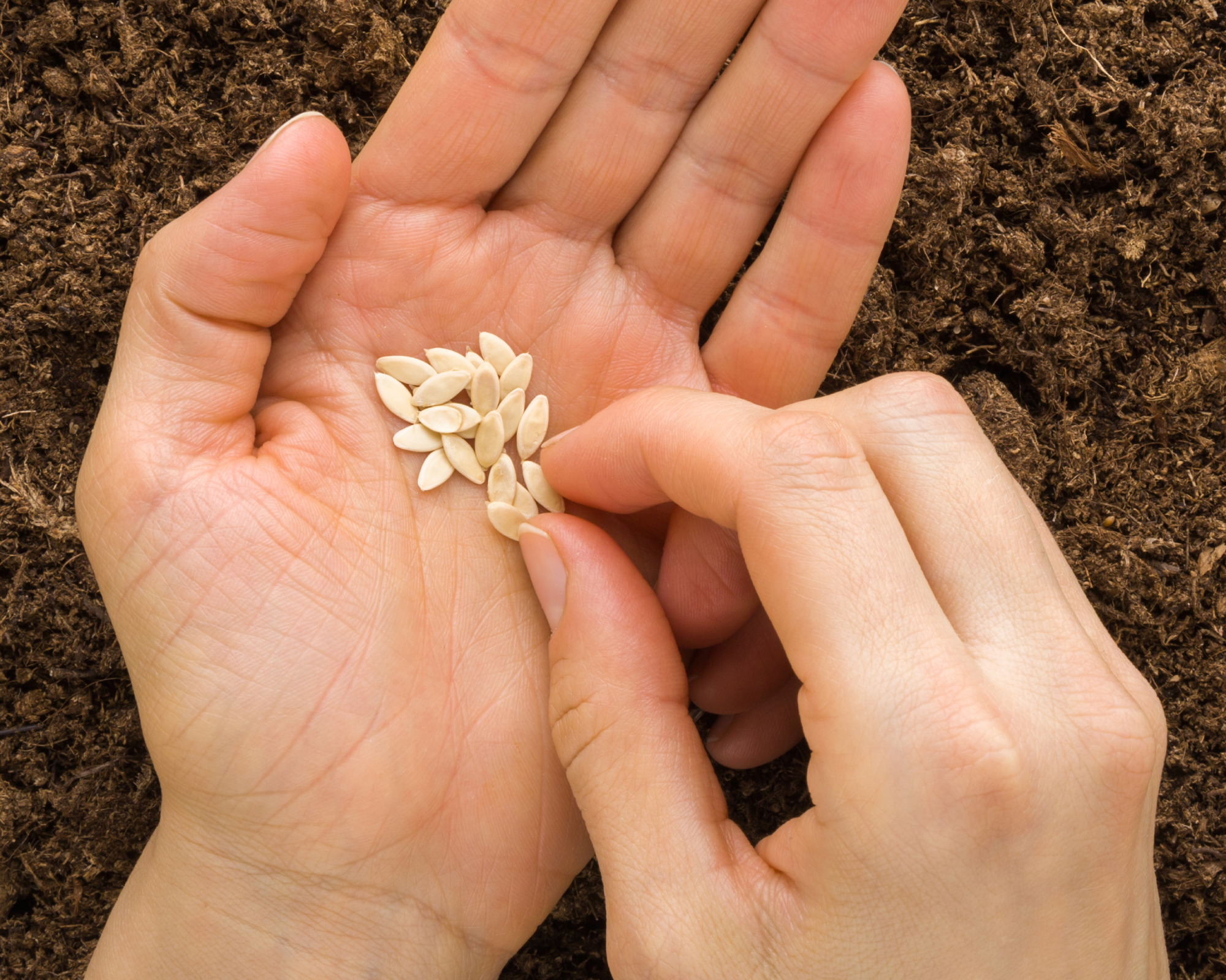 hand with cucumber seeds