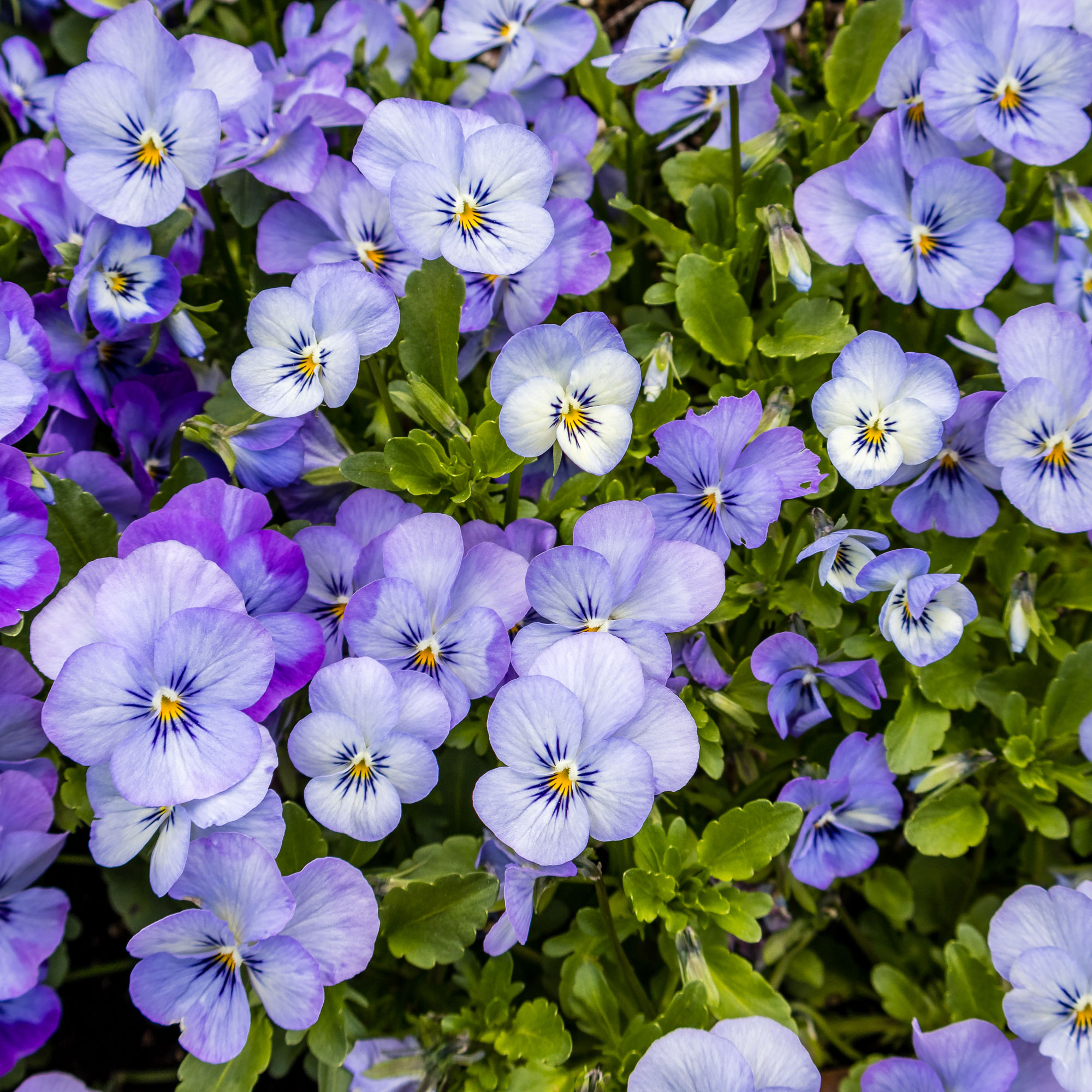 Violets