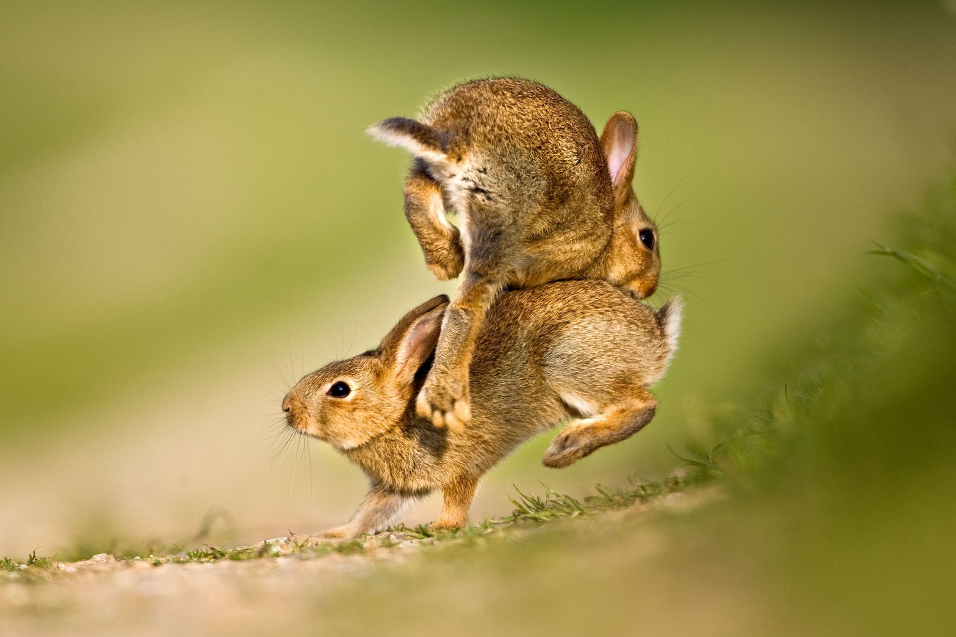 Rabbits: Our most underrated creature? The underground engineering and ...