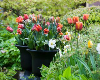 tulips in pot