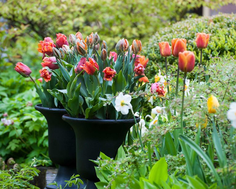 How to store tulip bulbs and save them for next year easy tips for