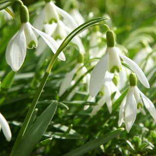 Closeup of snowdrop flowers