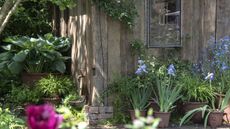 Hosta's, irises, and more growing in terracotta pots around a wooden garden building