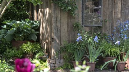Hosta's, irises, and more growing in terracotta pots around a wooden garden building