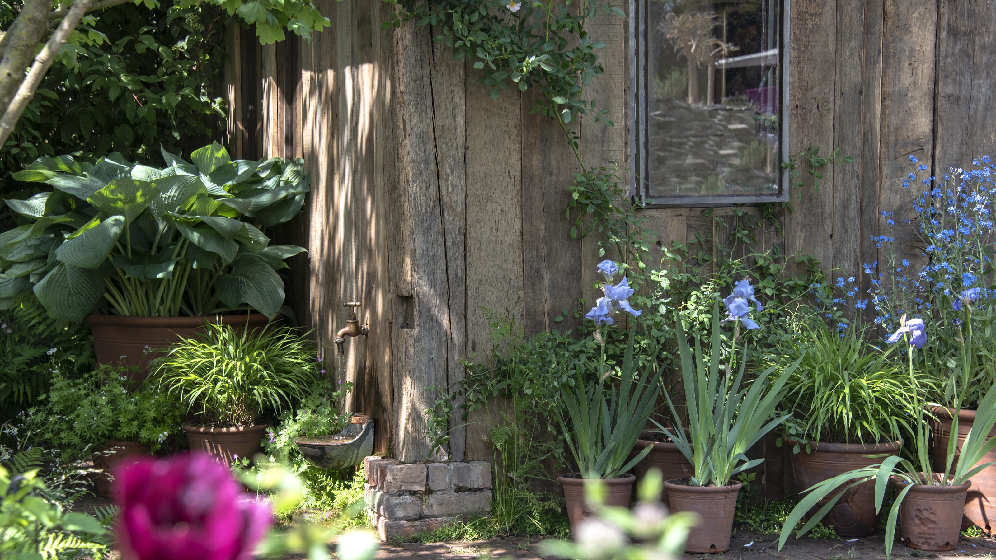 Hosta's, irises, and more growing in terracotta pots around a wooden garden building