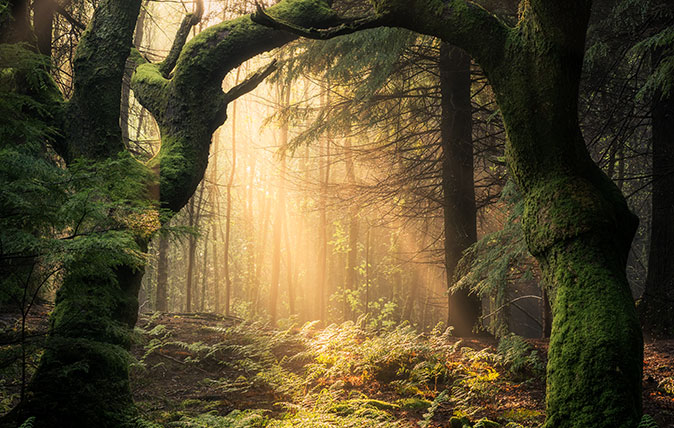 Guardians of the Forest, Llanrhychwyn, Snowdonia, Wales ©Simon Baxter / Landscape Photographer of the Year