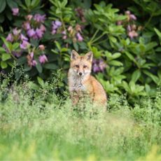 A Red Fox Kit emerges from its den and spends time in the springtime garden