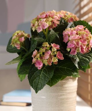 pink hydrangea in a white pot indoors