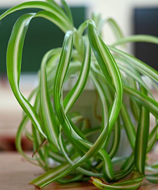 A spider plant closeup with droopy leaves