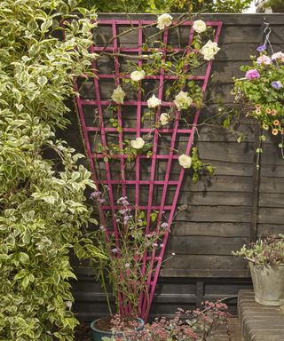 roses growing up a pink painted garden trellis