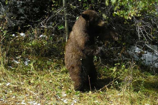 bigfoot, cryptozoology, animals