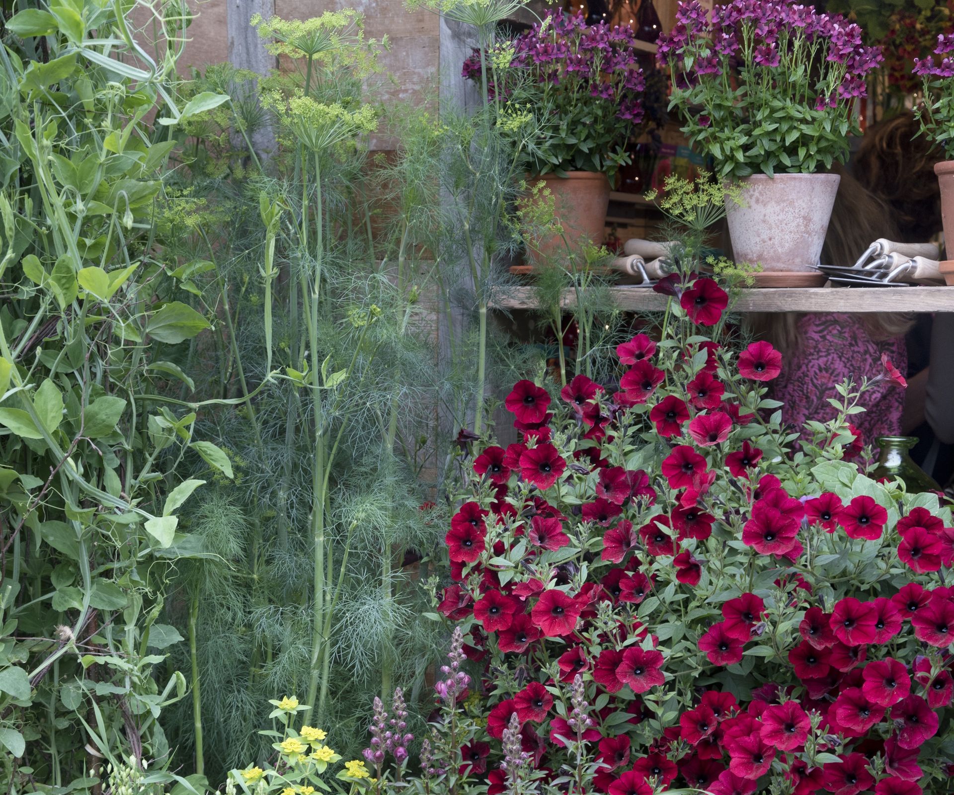 RHS Chelsea Flower Show 2024, with pots full of fennel and red petunia flowers