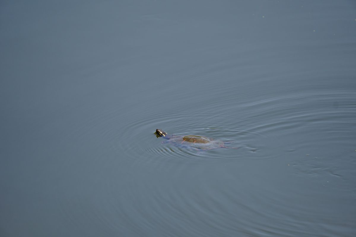 A sample wildlife photography image taken by the Sony a6400