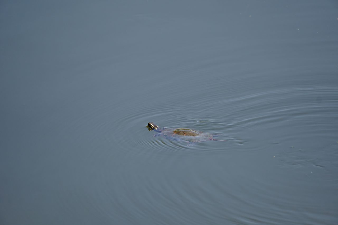 A sample wildlife photography image taken by the Sony a6400