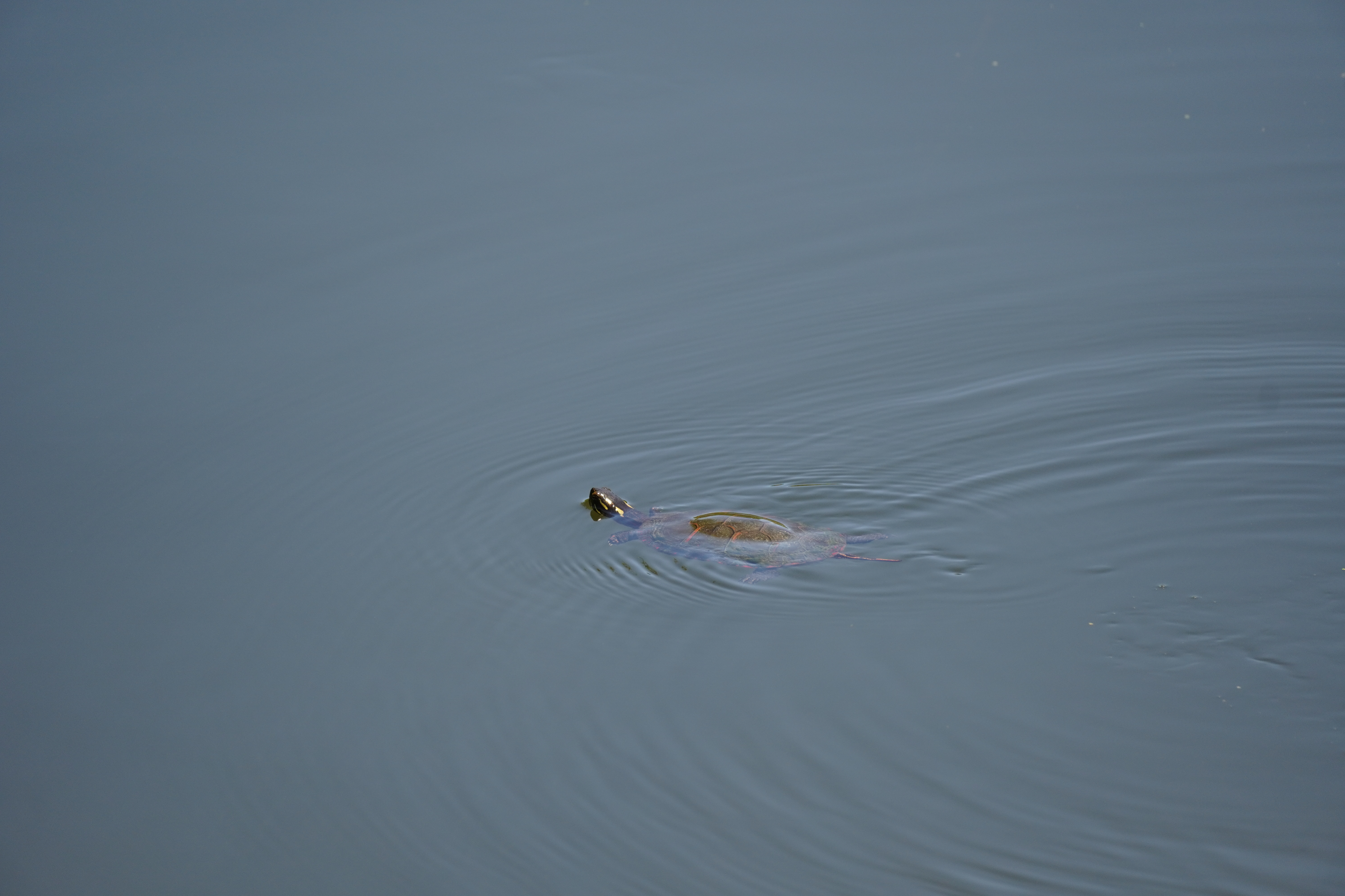 A sample wildlife photography image taken by the Sony a6400