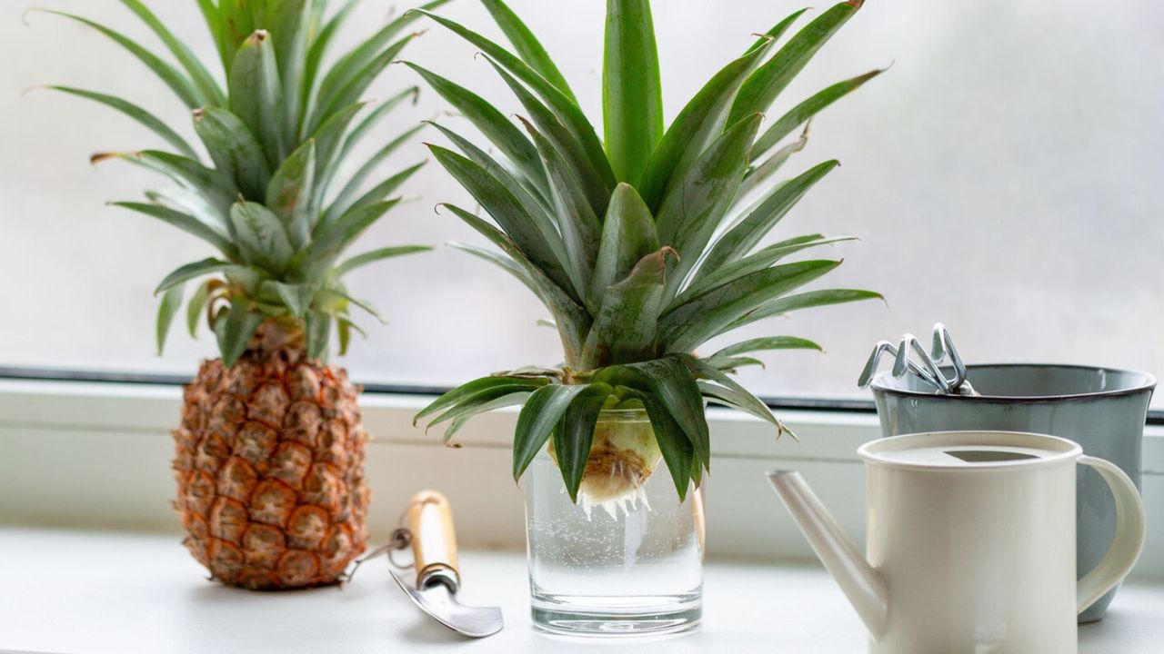 Propagating Pineapple Top in Water on Windowsil