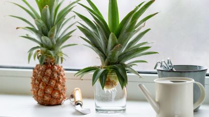 Growing Pineapple Plants: How To Grow Pineapples From Tops