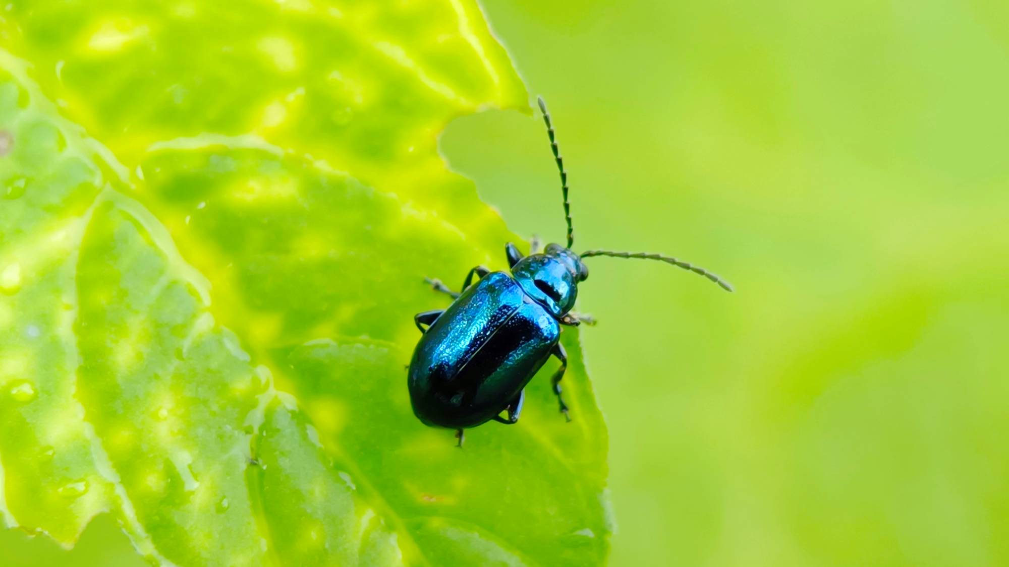 Flea beetle on green leaf