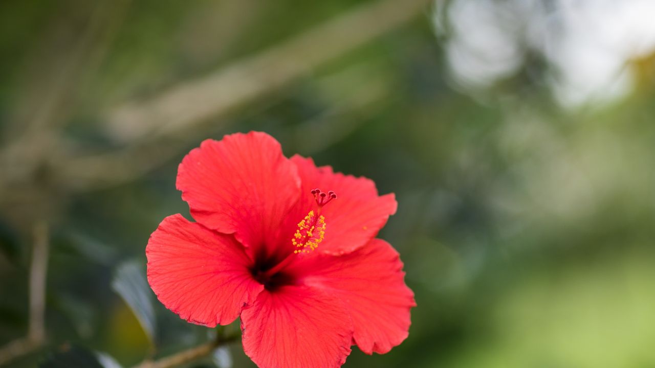 Hibiscus bloom in red 