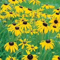 Roberta's 3-Pc Black Eyed Susan Little Suzy Roberta's 3-Pc Black Eyed Susan Little Suzy