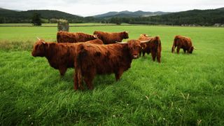 Cattle stand in a field on the Queen's Balmoral Estate on September 7, 2008 in Ballater, Scotland