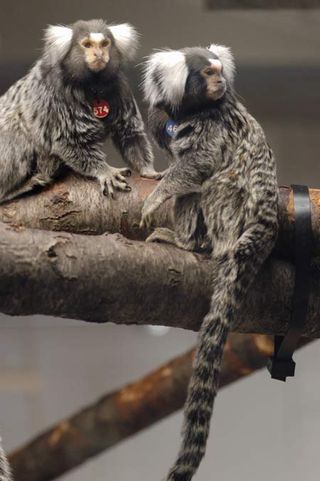 A marmoset monkey couple are photographed playing at the National Primate Research Center. Researchers are still trying to understand monkey relationships.