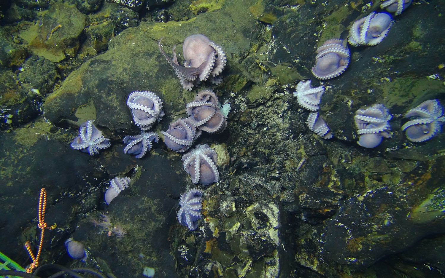 Octopus Mothe R Hundreds of Purple Octopus Moms Are Super Weird, and They're Doomed ...