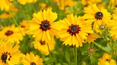 How to grow coreopsis