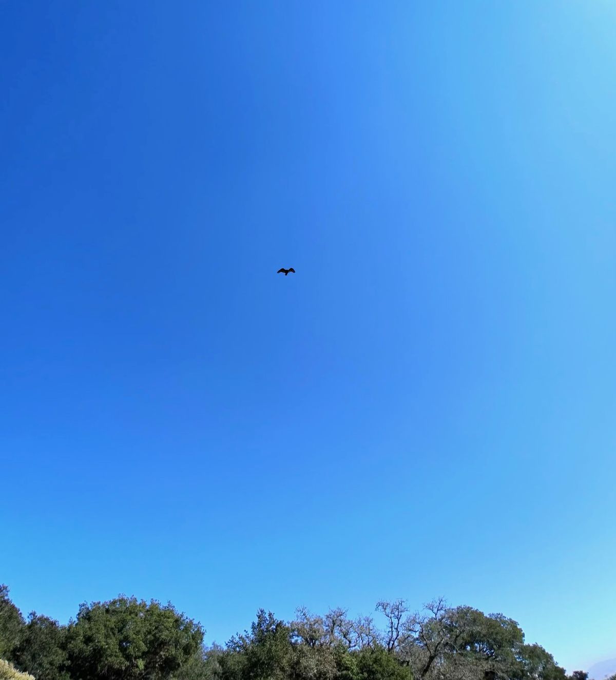 A nature photo taken using the Oakley Meta Vanguard smart glasses, with a vulture in the sky above trees.