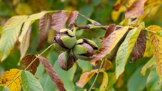 A black walnut tree, one of the plants that can attract spotted lanternflies