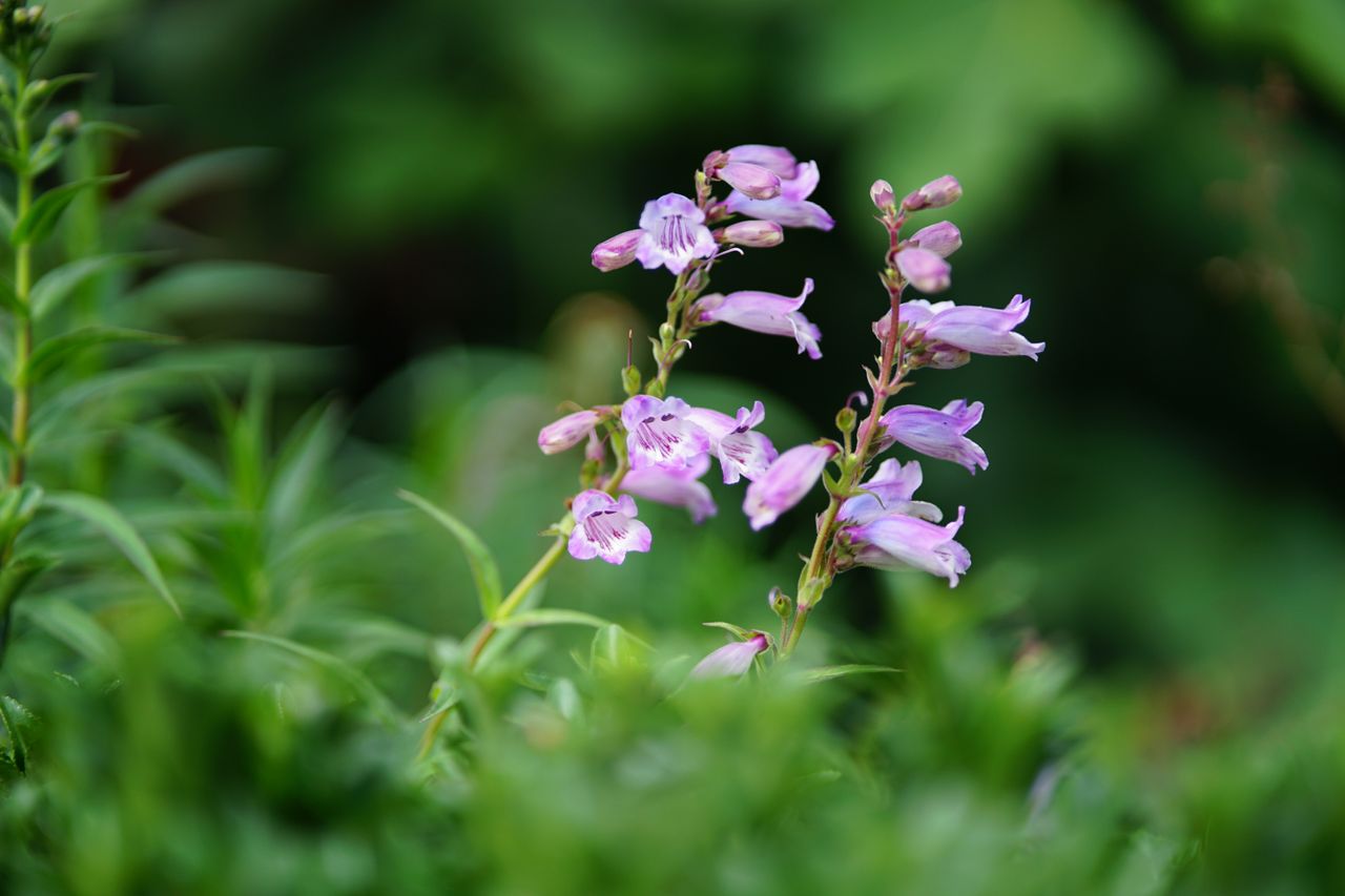 LK Samyang AF 85mm f/1.8 P FE sample image