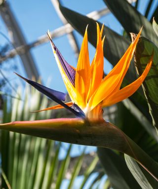 Close up of flower on Bird of Paradise plant