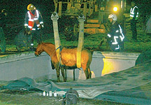 pony-rescued-from-pool.jpg