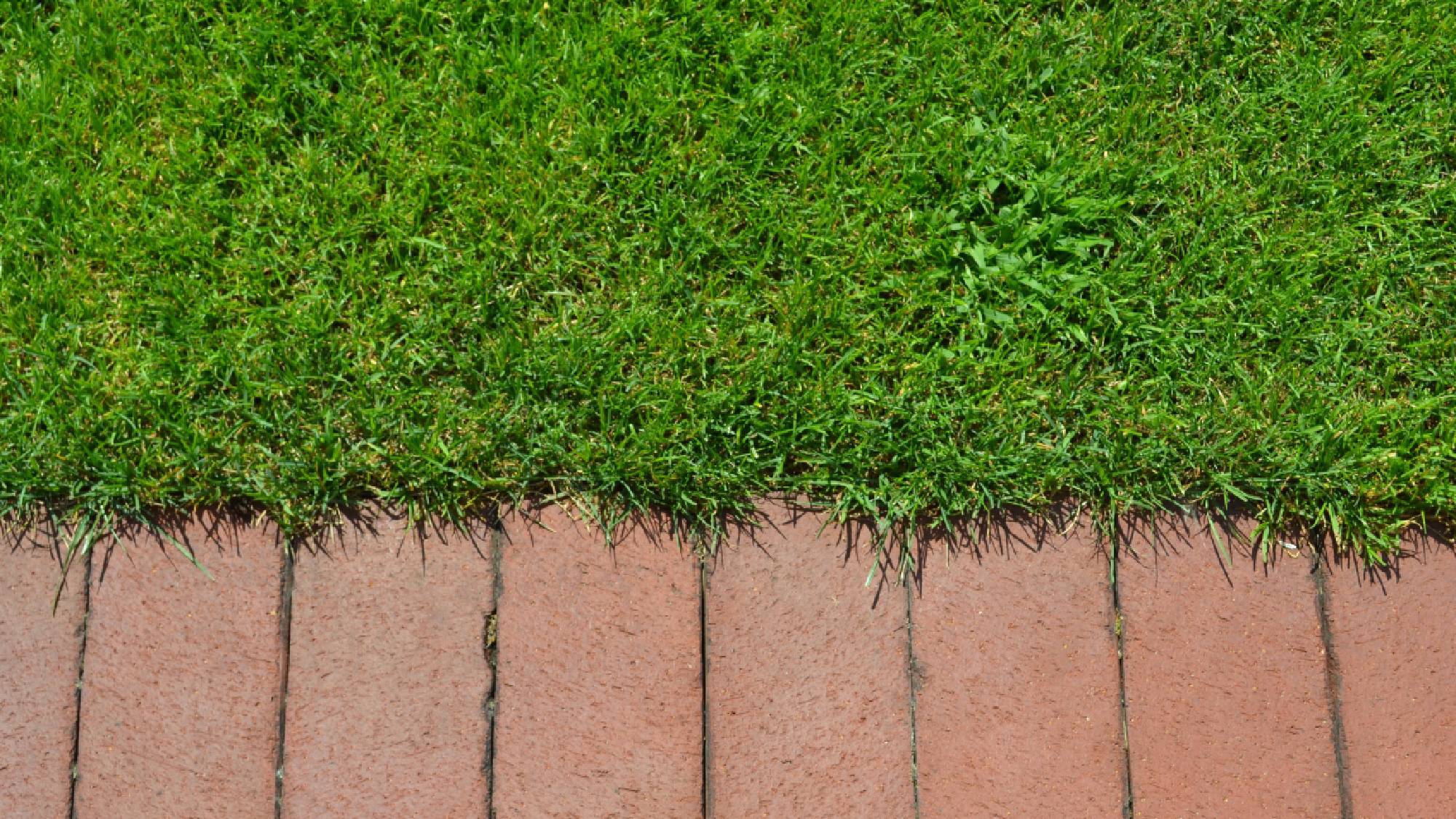Brick paver mowing strip bordering a green lawn.