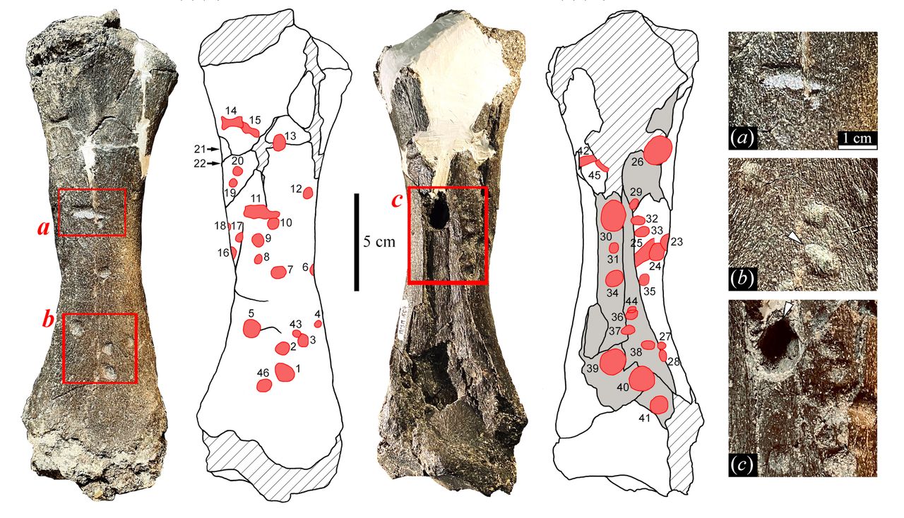The ground sloth's bone was found in the Pebas Mega-Wetland System, in northeastern Peru. Here are drawings and photos showing the bite marks (in red) that cover the left tibia (shinbone) of the ground sloth Pseudoprepotherium.