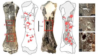 The ground sloth's bone was found in the Pebas Mega-Wetland System, in northeastern Peru. Here are drawings and photos showing the bite marks (in red) that cover the left tibia (shinbone) of the ground sloth Pseudoprepotherium.