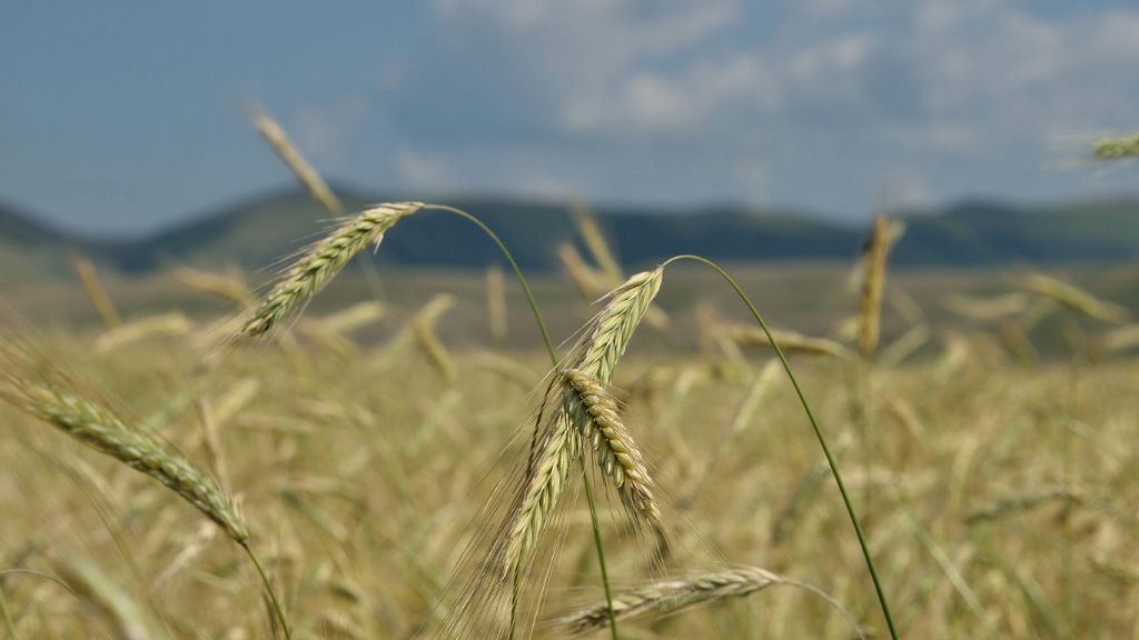 detail on spikes of emmer grass