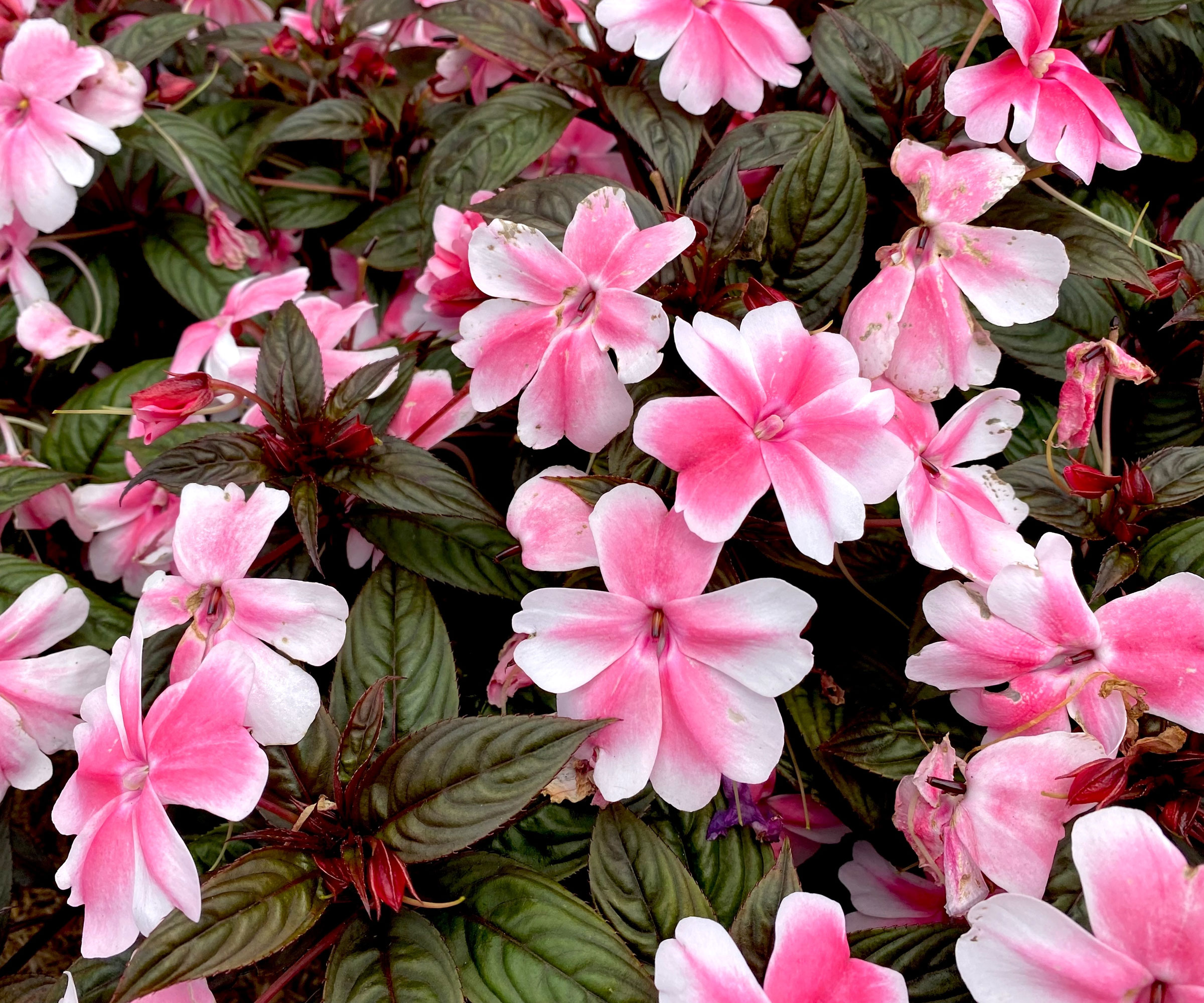 pink impatiens plants in full bloom