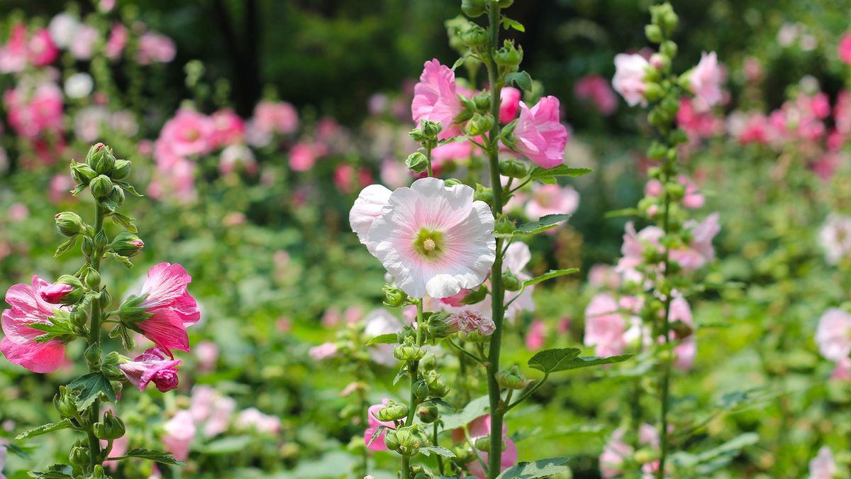 Pink hollyhocks in garden