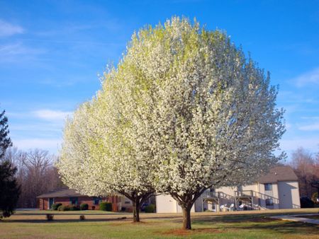 Two blooming bradford pear trees