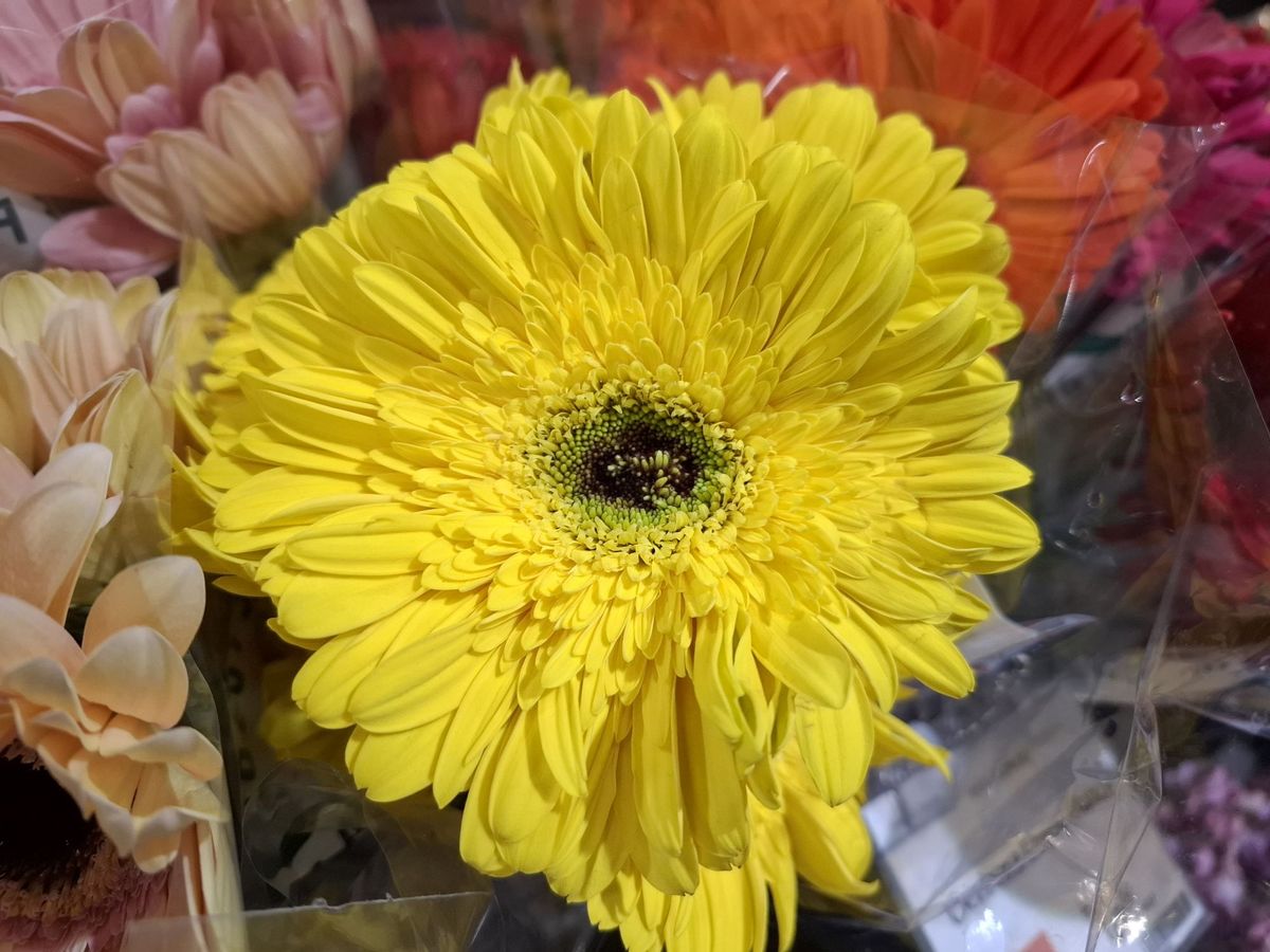 Samsung Galaxy A37 camera sample.