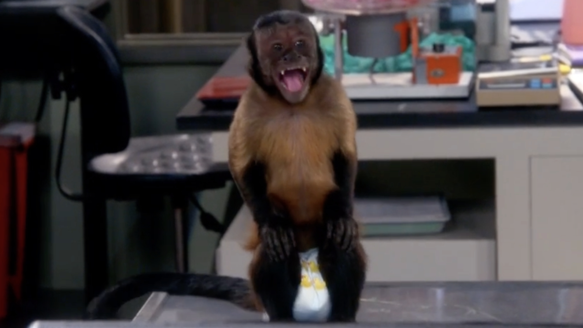 The monkey, Ricky, laughing in The Big Bang Theory.
