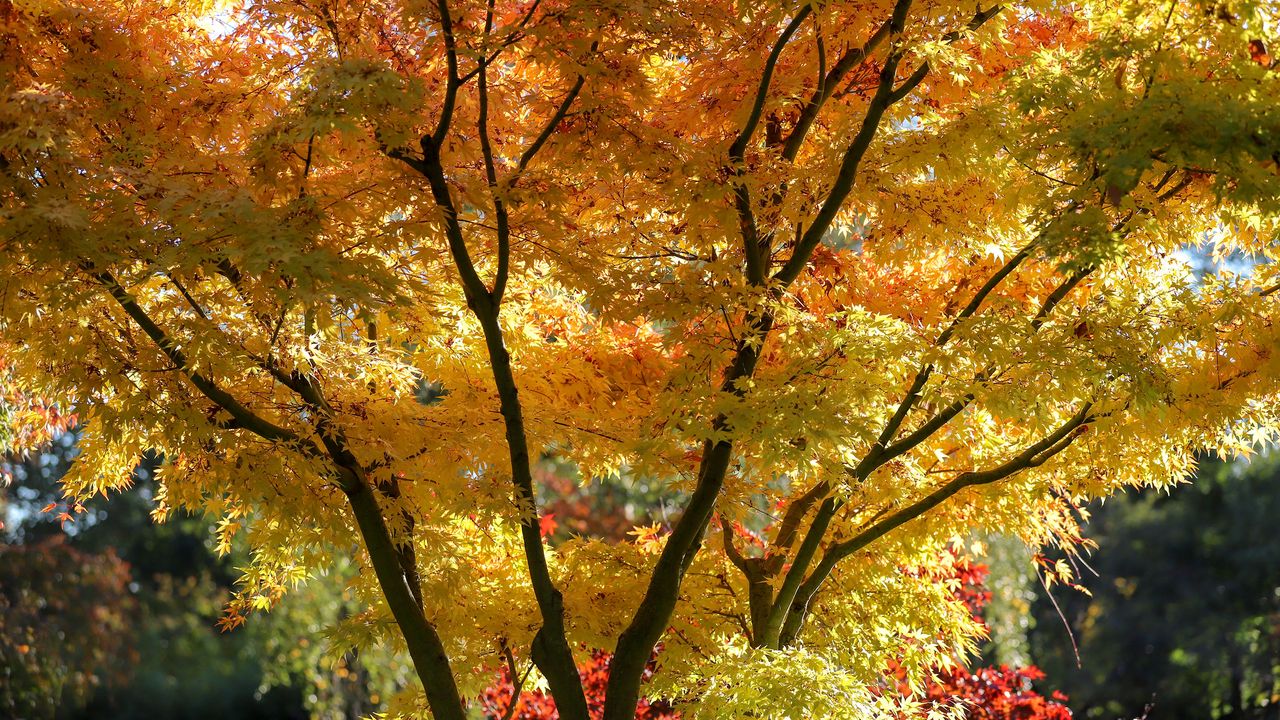 Sycamore maple tree backlit by sunshine