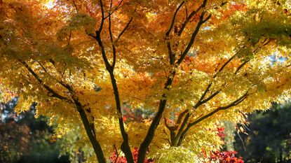 Sycamore maple tree backlit by sunshine