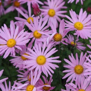 Chrysanthemum 'Clara Curtis'